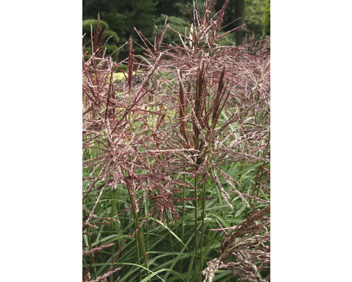 Ozdobnice čínská XXL FloraSelf Miscanthus sinensis 'Dálný východ' květináč 18 l Ozdobnice čínská s květenstvími v zahradě