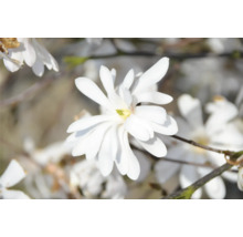 Hvězdicovitá magnolie s bílými květy