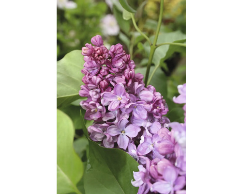 Šeřík obecný FloraSelf Syringa vulgaris Prince Wolkonsky 60-80 cm květináč 3 l