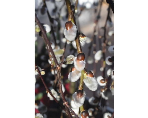 Vrba jíva polokmen FloraSelf Salix caprea 'Pendula' květináč 3 l