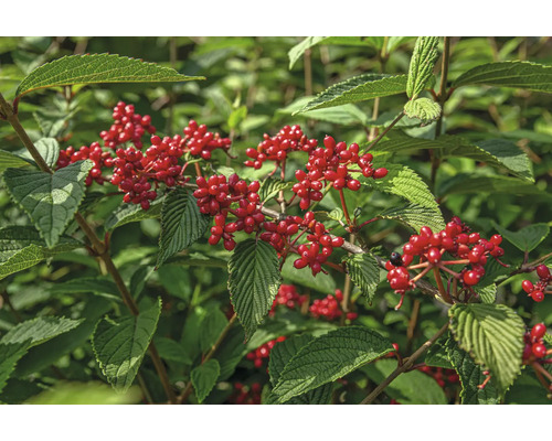 Kvetoucí keř s červenými bobulemi a zelenými listy