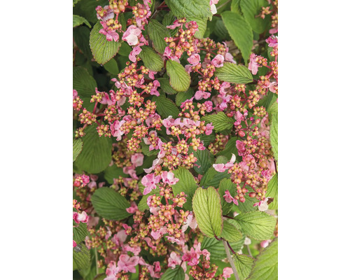 Detail keře kaliny s květy a listy