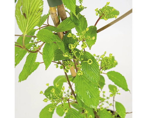 Fotografie rostliny Kalina s listy a poupaty.