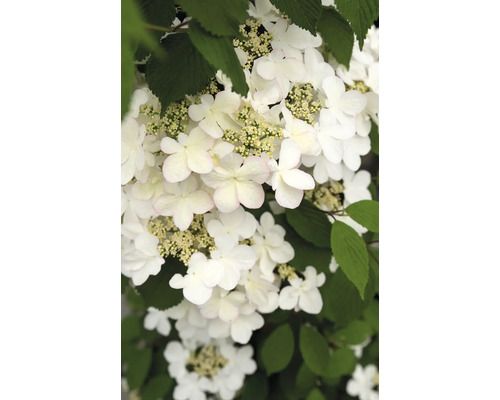 Kalina japonská, kalina řasnatá FloraSelf Viburnum plicatum 'Kilimandjaro Sunrise' 60-80 cm květináč 3 l