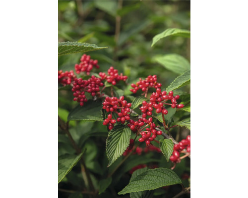 Detailní záběr na červený svída s listy a bobulemi