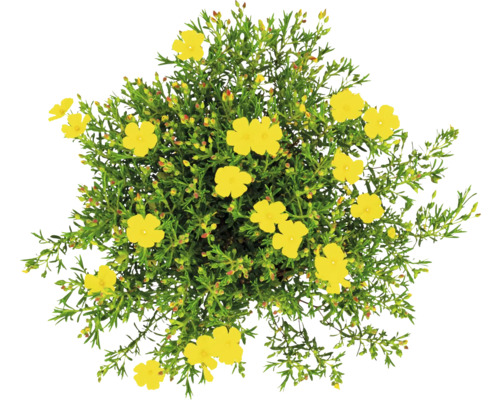 Devaterník s žlutými květy a zelenými listy, pohled shora