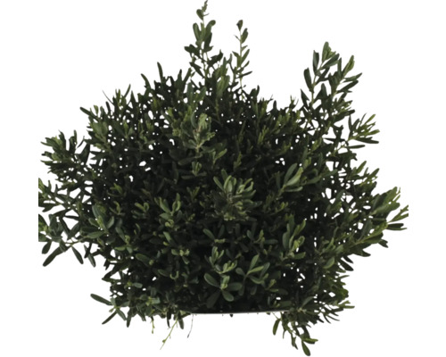 Keř se zelenými listy