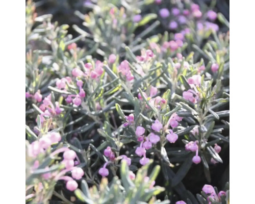 Detailní záběr andské podušky s růžovými květy