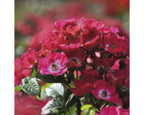 Růže keřová zakrslá FloraSelf Rosa 'Rosy Boom Mini' květináč 6 l půdopokryvná Detail červených záhonových růží na zahradě