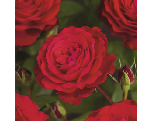 Růže FloraSelf Rosa 'Störtebeker' květináč 3 l plnokvětá