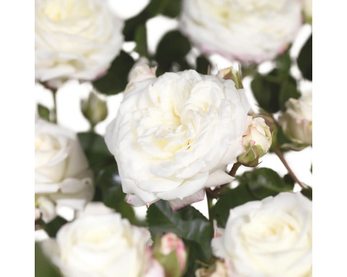 Růže záhonová výška kmene 60 cm FloraSelf Rosa x hybrid 'Alabaster' květináč 6,5 l plnokvětá