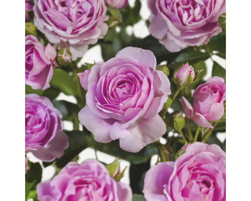 Růže záhonová výška kmínku 90 cm FloraSelf Rosa 'Nautica' květináč 6,5 l