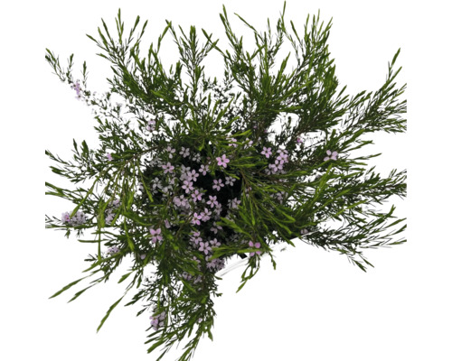 Diosma chlupatá FloraSelf Diosma ericoides 'Pink Fountain' výška 40-50 cm květináč 2 l