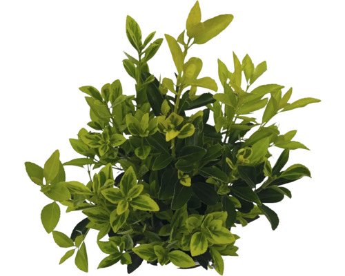 Brslen japonský FloraSelf Euonymus japonicus 'Siebe' výška 40-50 cm květináč 2 l Stálezelený brslen s listy