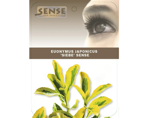 Balení brslenu japonského Sibe Sense