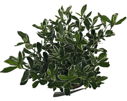 Brslen japonský FloraSelf Euonymus japonicus 'Susan' výška 40-50 cm květináč 2 l Stálezelený brslen s zelenými listy a bílým okrajem