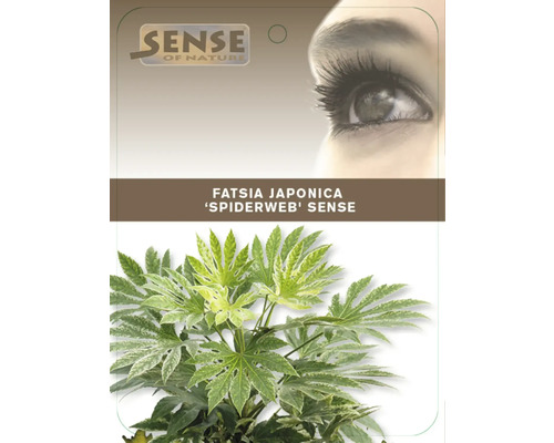 Fatsia Japonica pokojová rostlina