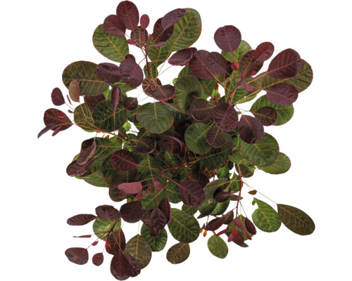 Štětka s zelenými a červenými listy shora