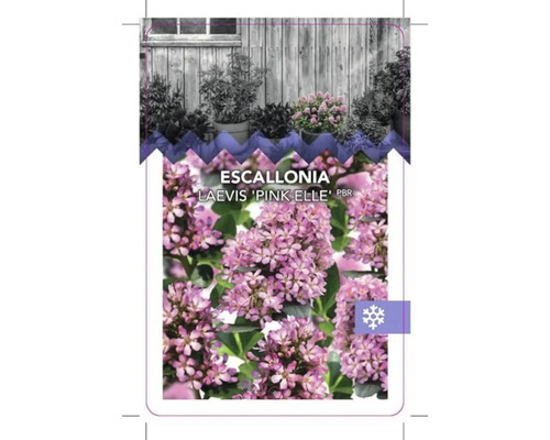Štítek rostliny Escallonia Laevis ''Pink Elle''