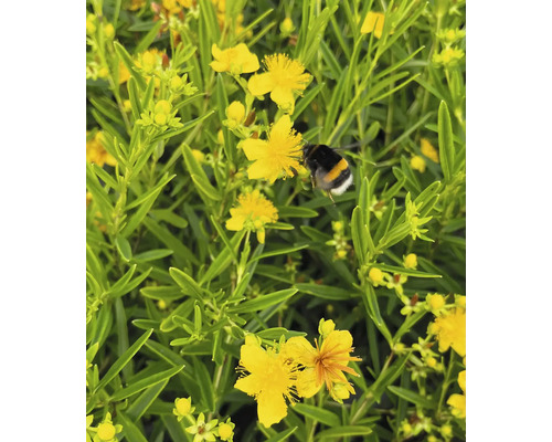 Třezalka s čmelákem