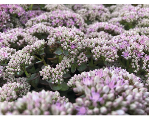 Detailní záběr rozchodníku s květenstvími