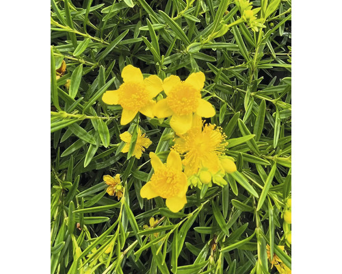 Detailní záběr žlutých květů třezalky s zelenými listy