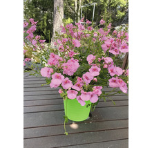 Nemesia rostlina v květináči