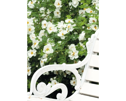 Kovová zahradní lavice s bílou růží v pozadí