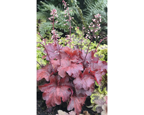 Heuchera rostlina s květenstvím na zahradě.