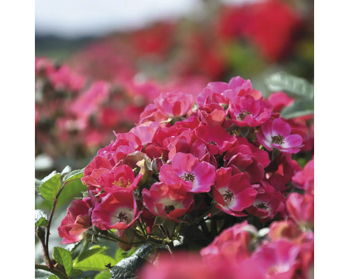 Detailní záběr skupiny růžových květů růží se zelenými listy.