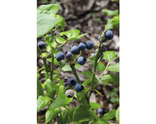 Borůvka BIO FloraSelf Bio Vaccinium Corymbosum 'Brigitta Blue‘® květináč 13 cm Keř borůvek se zralými a nezralými plody