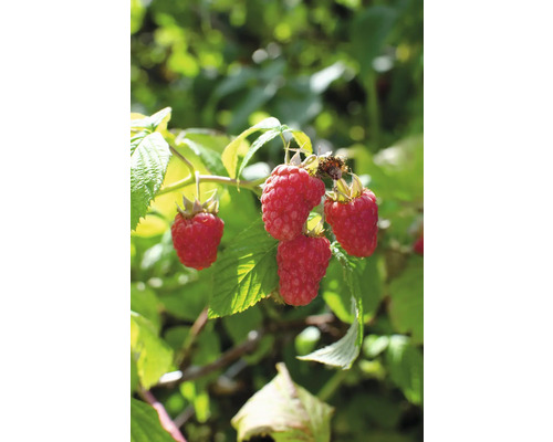 Malina letní BIO FloraSelf Bio Rubus idaeus 'Tulameen' květináč 2 l