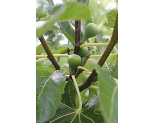 Fíkovník BIO FloraSelf Bio Ficus carica 'Gustissimo Perretta' květináč 13 cm časně dozrávající, samosprašný