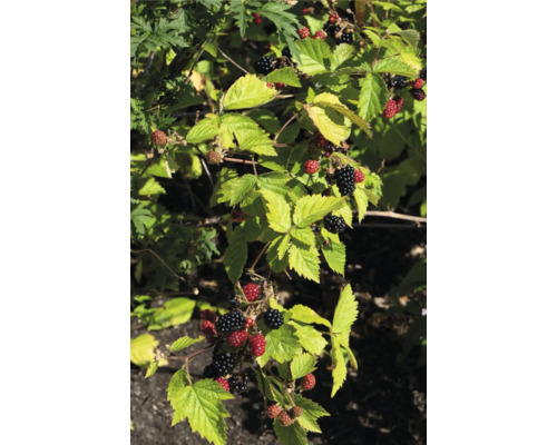 Ostružiník BIO beztrnný FloraSelf Bio Rubus fruticosus 'Black Satin' květináč 13 cm