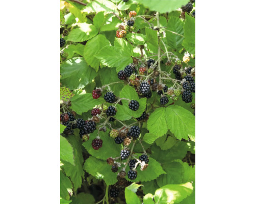 Ostružinový keř se zralými a nezralými plody