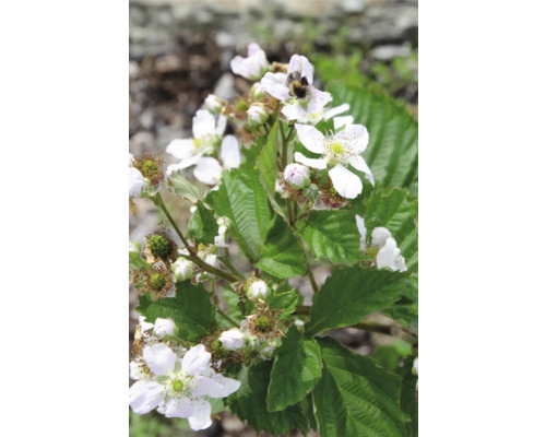 Ostružinový keř s bílými květy a čmelákem