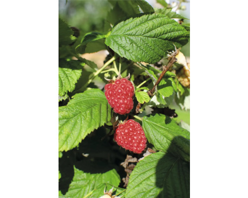 Maliník letní BIO FloraSelf Bio Rubus idaeus 'Malling Promise' květináč 13 cm Detailní záběr malin na keři s listy