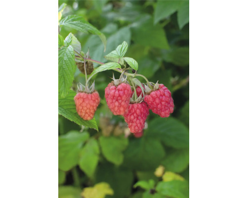 Maliník BIO FloraSelf Bio Rubus idaeus Twotimer ‚Sugana Red’® květináč 13 cm, dvojí úroda