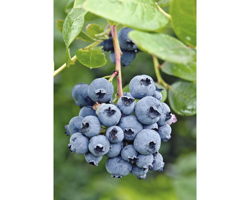 Borůvka BIO FloraSelf Bio Vaccinium Corymbosum ‚Reka‘ květináč 13 cm