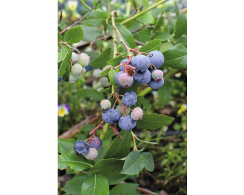 Borůvka BIO FloraSelf Bio Vaccinium Corymbosum ‚Little Blue Wonder‘ květináč 13 cm