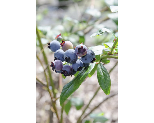 Borůvka BIO raná FloraSelf Bio Vaccinium corymbosum 'Duke' výška cca 40 cm květináč 3 l