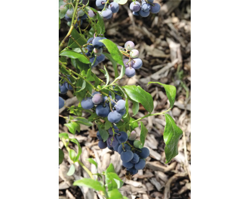 Borůvka BIO FloraSelf Bio Vaccinium Corymbosum ‚Blue Dessert’® květináč 13 cm Detailní pohled na keř borůvky s dozrálými borůvkami