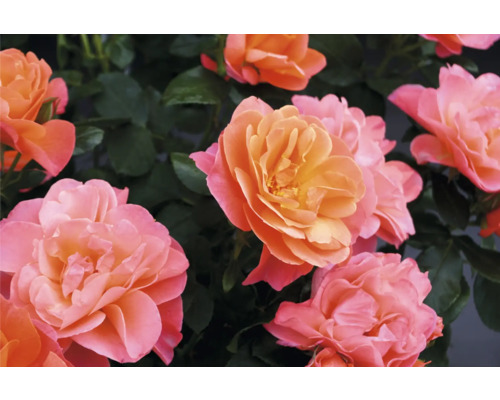 Detailní záběr na meruňkové květy růží