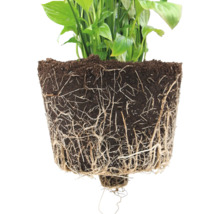 Lopatkovec s odhalenými kořeny a zeminou