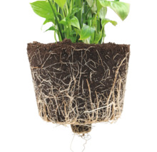 Lopatkovec s odkrytými kořeny v hlíně