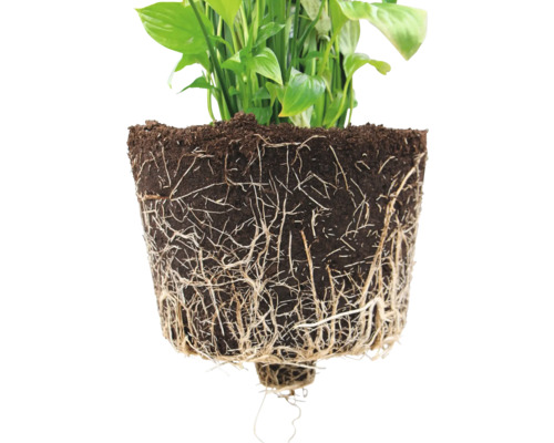 Detailní záběr pokojové rostliny s odhalenými kořeny a zeminou