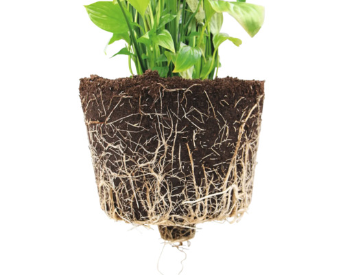 Detailní pohled na pokojovou rostlinu s odhalenými kořeny v zemině