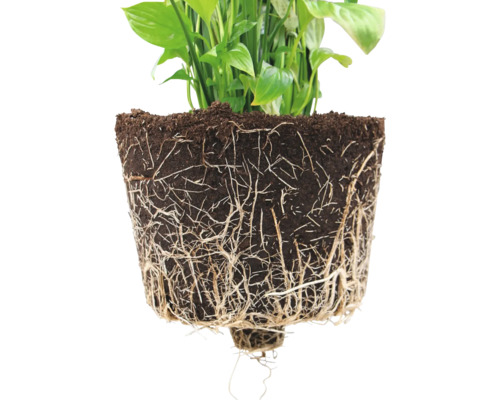 Detailní pohled na pokojovou rostlinu s kořenovým balem a zeminou
