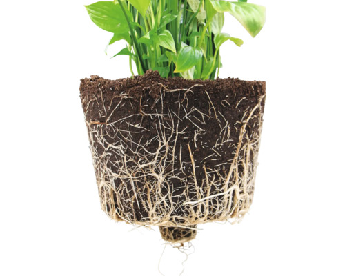 Detail rostliny s odkrytými kořeny a hlínou