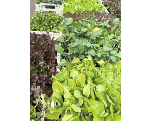 Různé druhy salátů v přepravkách